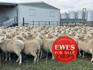 #6. AUCTION ALERT ~ TUES 11 JUNE: Maternal Merino X Ewes joined Terminal Rams.