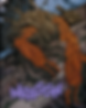 ree