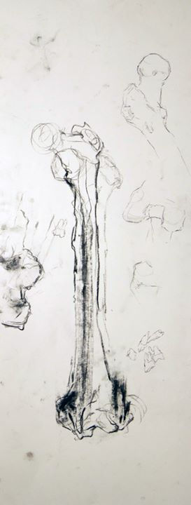 Anatomy Study