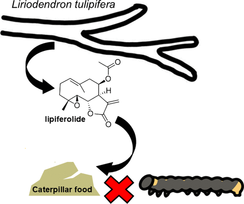Specialization of Sesquiterpene Lactone Metabolites in Liriodendron Plant Defense