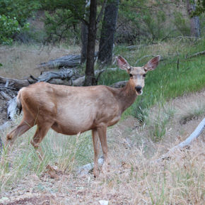 7 Benefits of Hiking in the Great Outdoors With Your Kids