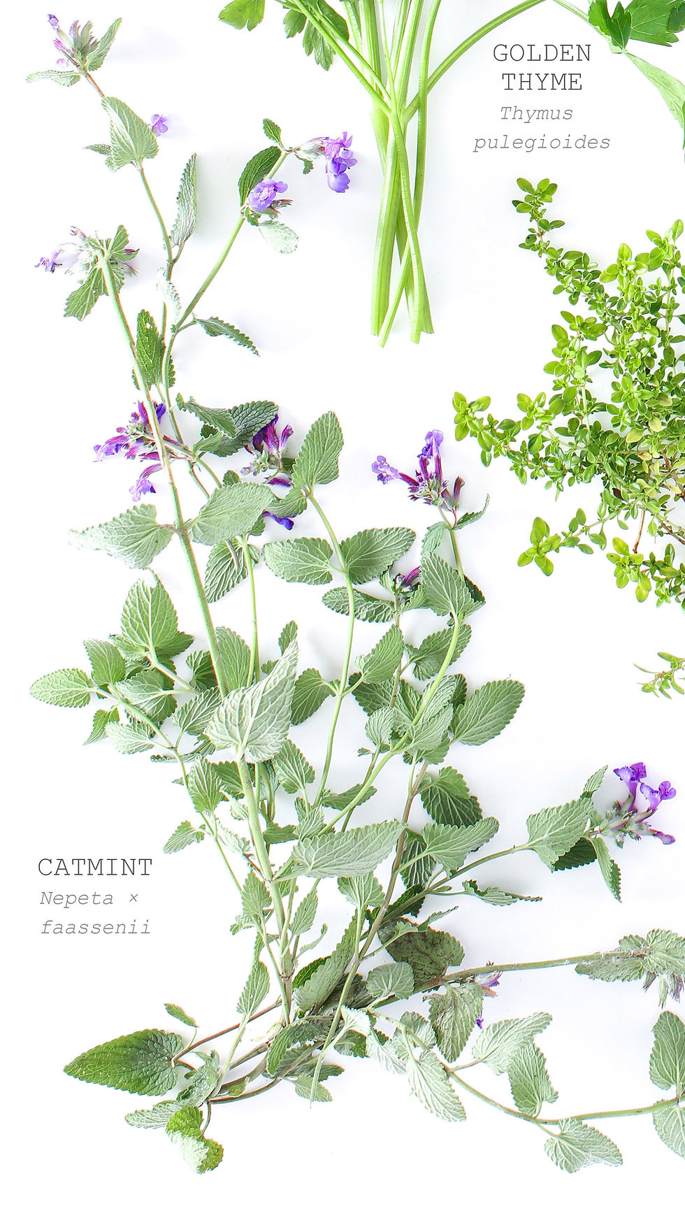 Thumbnail: GARDEN HERBS #1