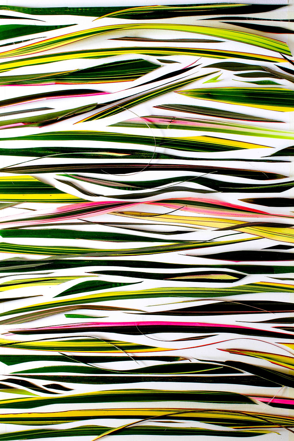 Thumbnail: WHITE ZEBRA