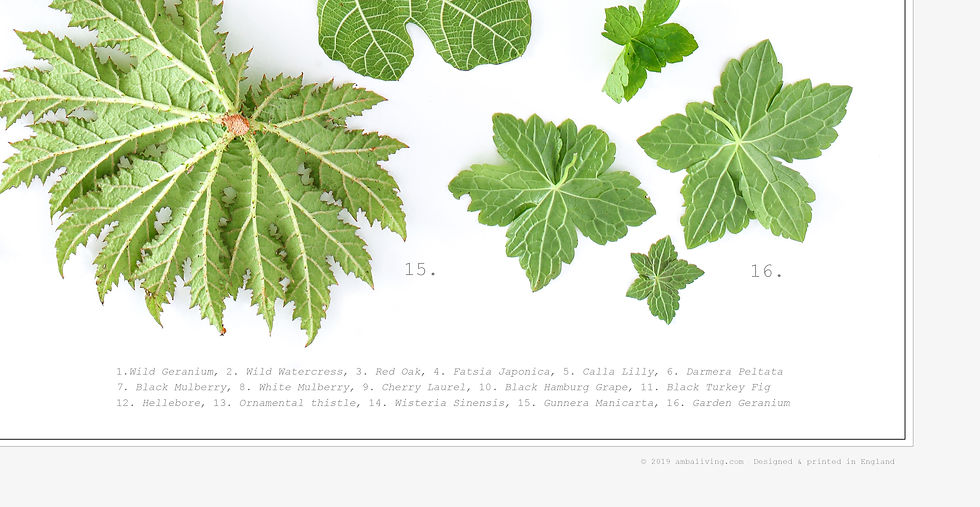 Thumbnail: GARDEN LEAVES