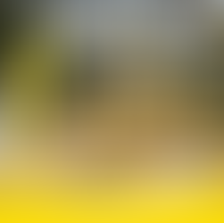 【都留アルプス全縦走】ミツマタ観賞＆おだんごハイク｜春のおすすめ登山イベント（4/4開催）