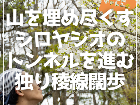 【山梨百名山チャレンジ24座目 八紘嶺】山を埋め尽くすシロヤシオのトンネルを進む、独り稜線闊歩【山伏/八紘嶺 後編】