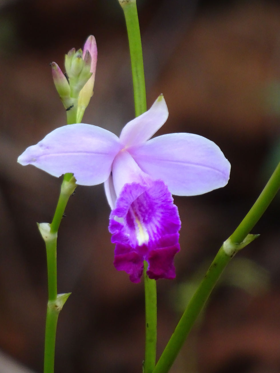 Little orchid.jpg