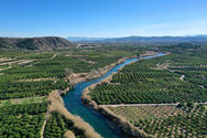 Orange groves on the banks of the Jucar river.