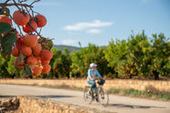 Typical fruit in the Region of Valencia. Persimmon.