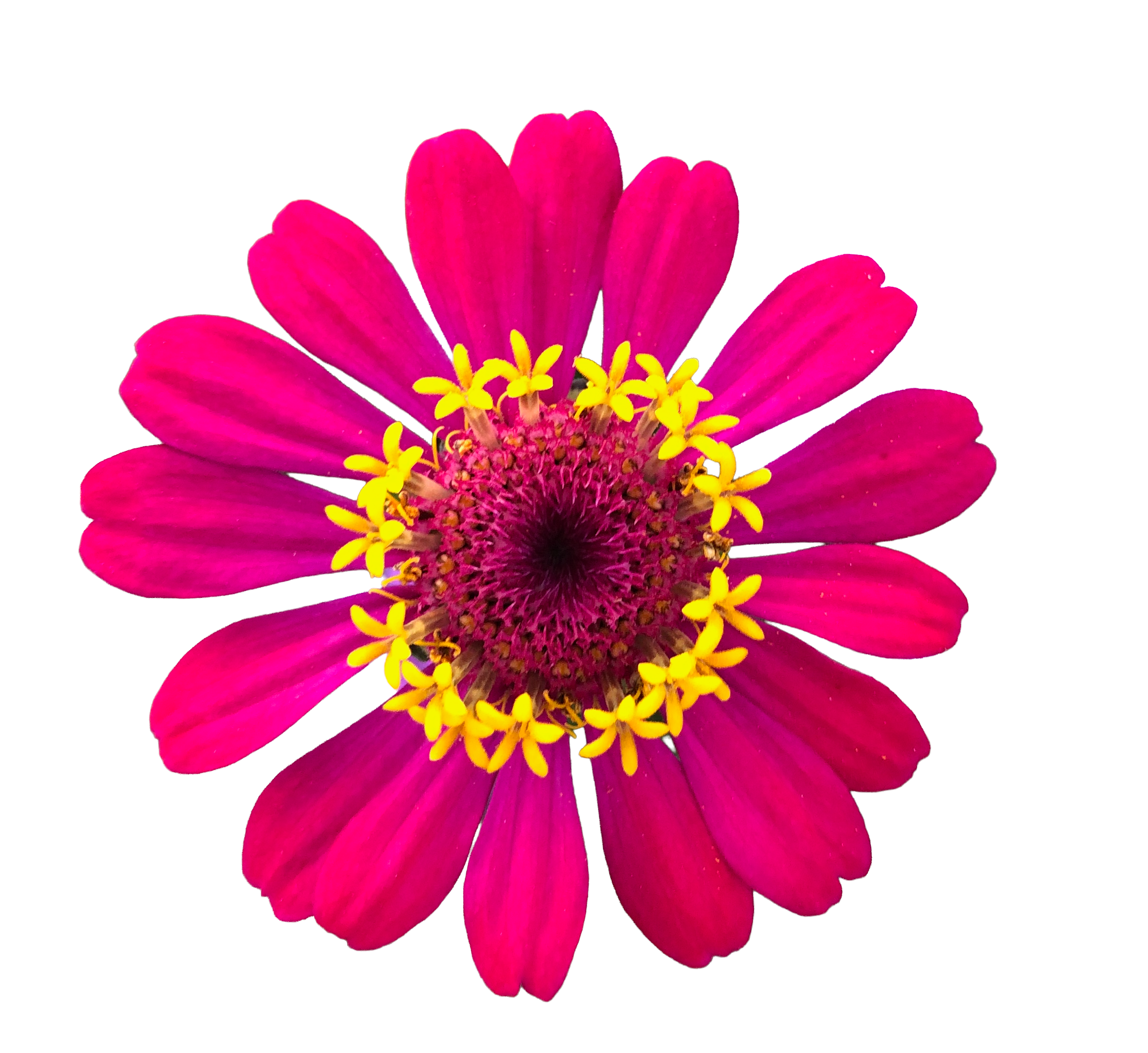 IMG_9885.png