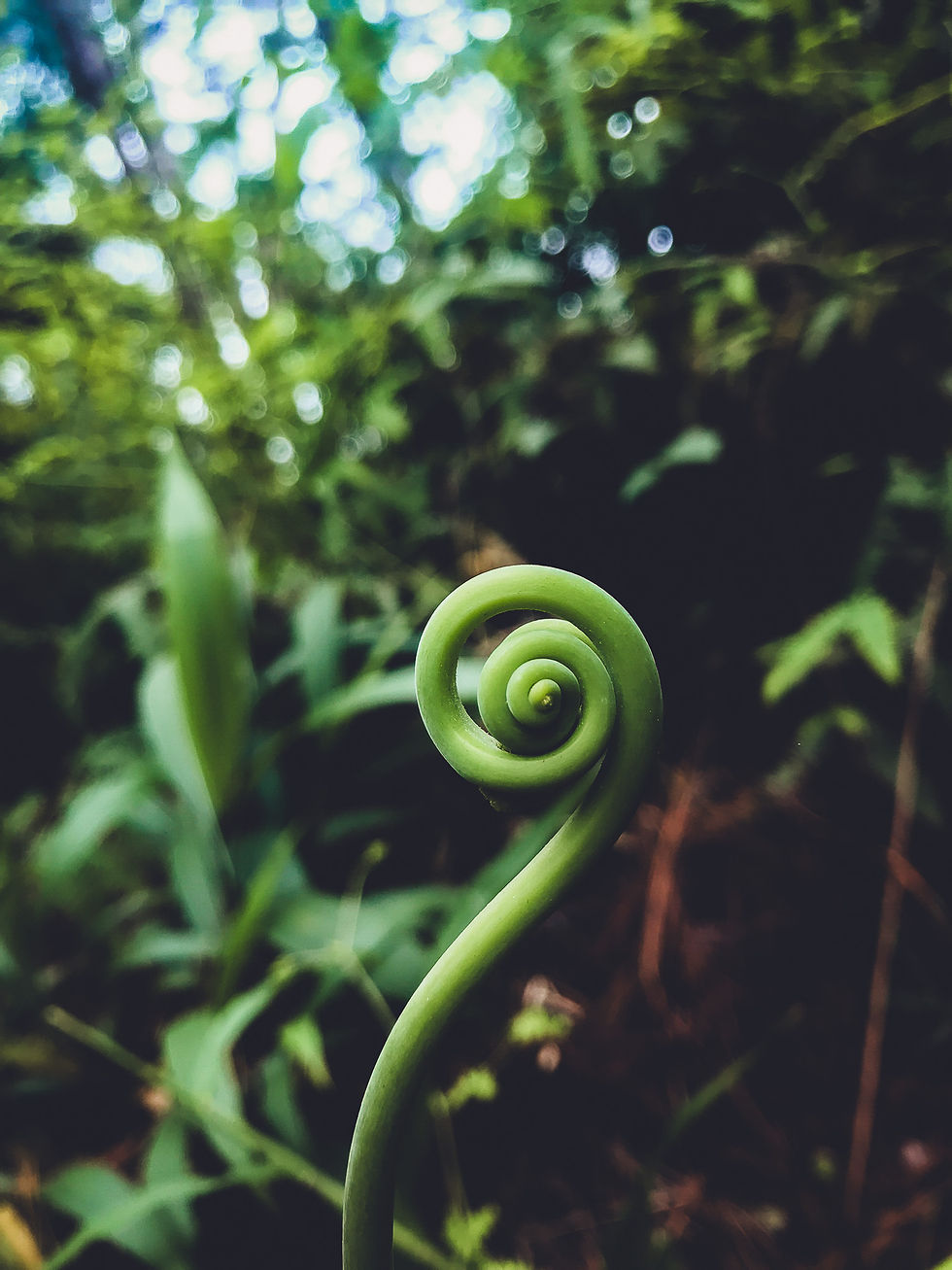 Close up of a young fern frond unfurling in a lush tropical forest