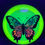 Thumbnail: Frontside Multicolored Butterfly Gorgon under blacklight
