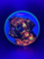 Frontside Orange and Yellow Cell Pug Dog Bokeh under blacklight