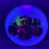 Thumbnail: Frontside Fiery Monster Truck Felon under blacklight