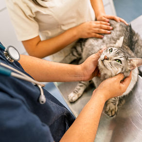 Hairballs in cats: Gastrointestinal Pathophysiology, Clinical Risks, and the Role of Preventive Management