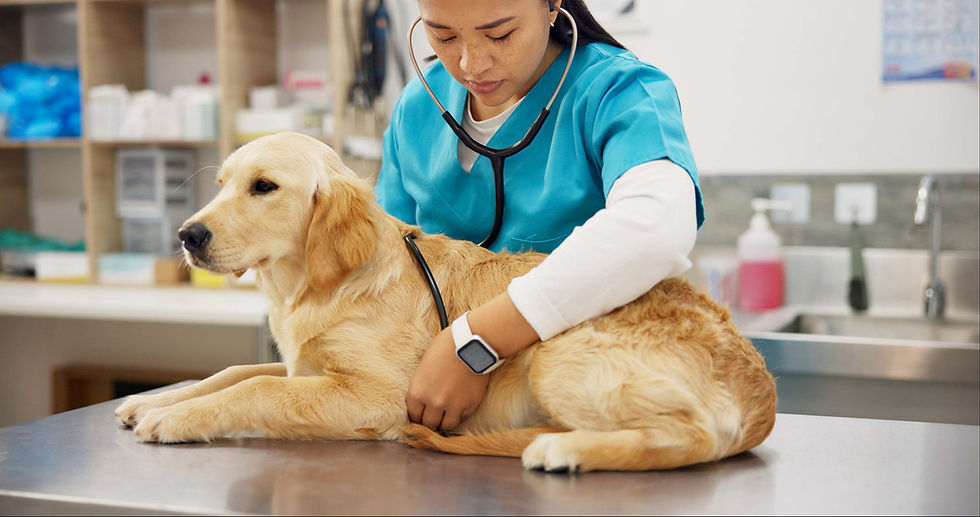 Dog having a clinical cardiac examination
