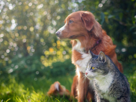 Beyond the Microbiome: Why Pro- and Postbiotics Are Transforming Immune and Dermatological Support in Small Animal practice