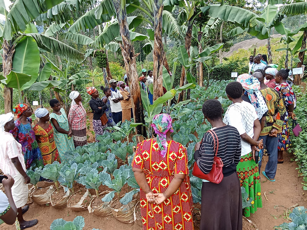 In each 30-family zone, 1 or 2 families volunteer to host a demonstration farm that demands scarce space and careful attention. Here, farmers gather to see the flourishing result of a demo garden planted by one of their colleagues.