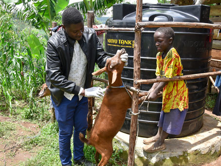 The Motorcycle Veterinarian