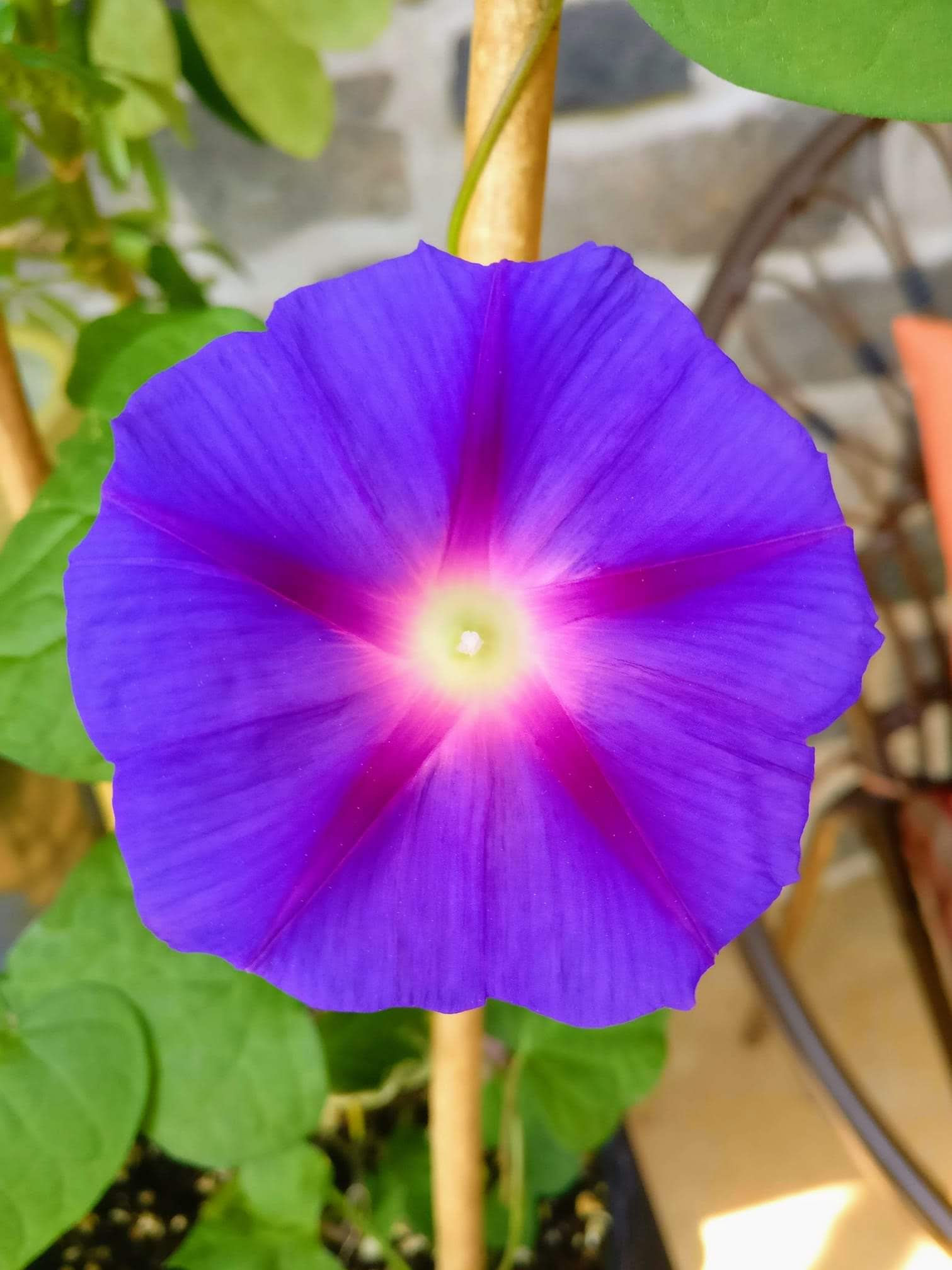 Morning Glory Seeds