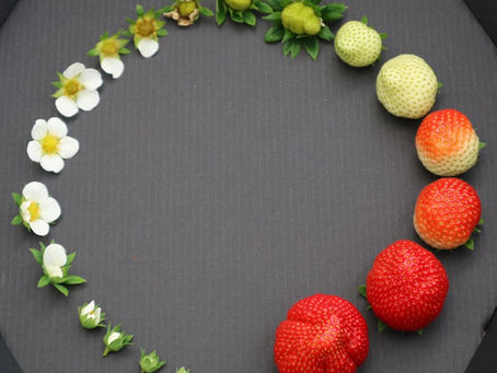 Blossom Into Fruit-tation