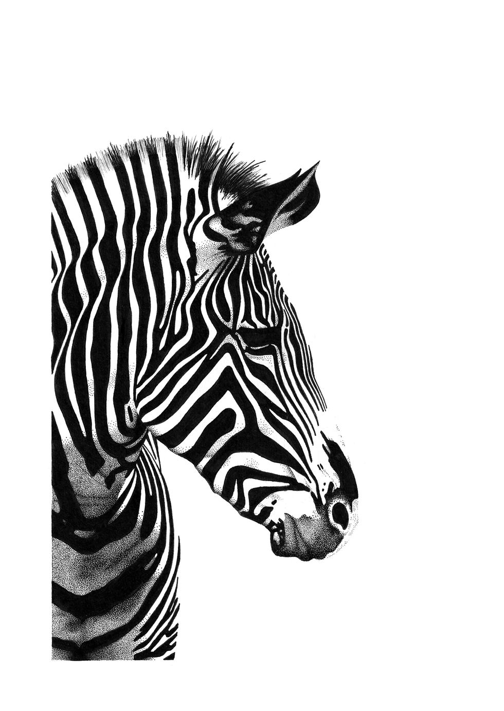 Black and white zebra illustration