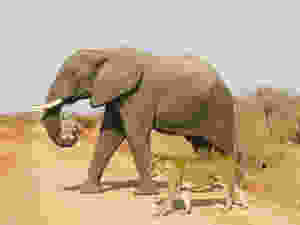 Elephant helping a lion cub to cross a road