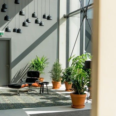 interior design, office, work, plants, metro manila plants, supplier, Hermosa, Hermosa plants, hanging plants, philodendron, vertical garden, indoor trees