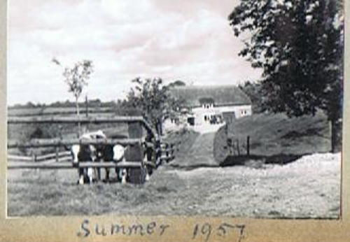 Pineapple Estate, our history