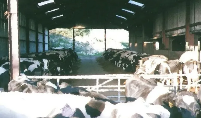 Pineapple Estate, our history