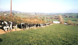 Pineapple Estate, our history