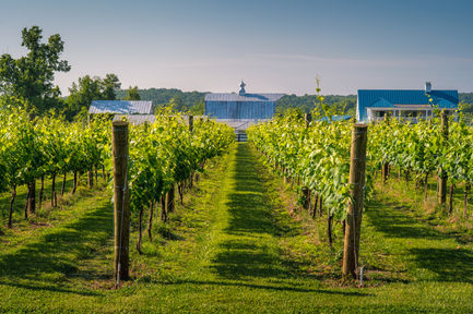 Merrie Mill Farm & Vineyard