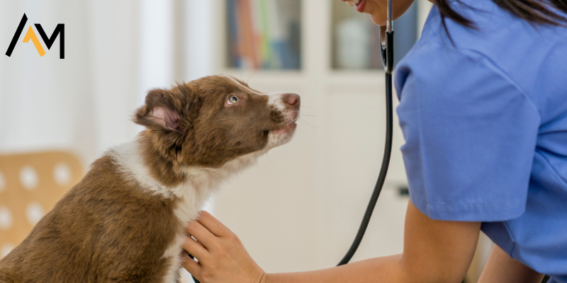 Cachorro sendo atendido por plano pet
