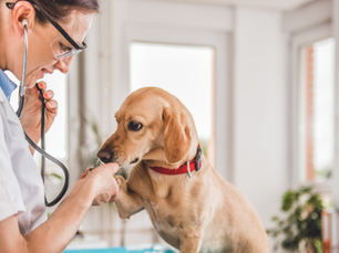 Veterinário cuidando de pet