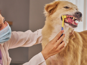 Cachorro sendo atendido por veterinário