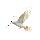 flying white dove with branch in mouth n