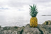 pineappple and ocean_edited.jpg