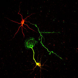Image 6_Maximum intensity projection.jpg