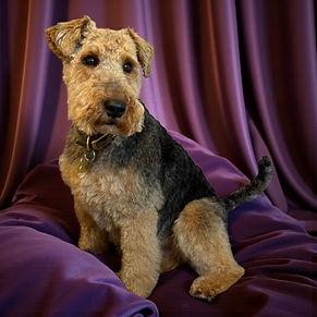 Welsh Terrier