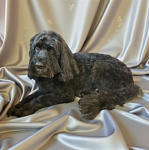 Cockapoo
