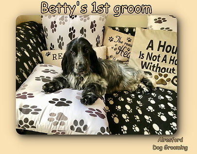 Betty's 1st groom 23.5.19.jpg