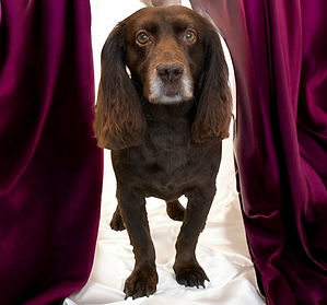Cocker Spaniel