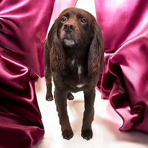 Cocker Spaniel