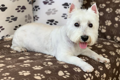 West Highland White Terrier