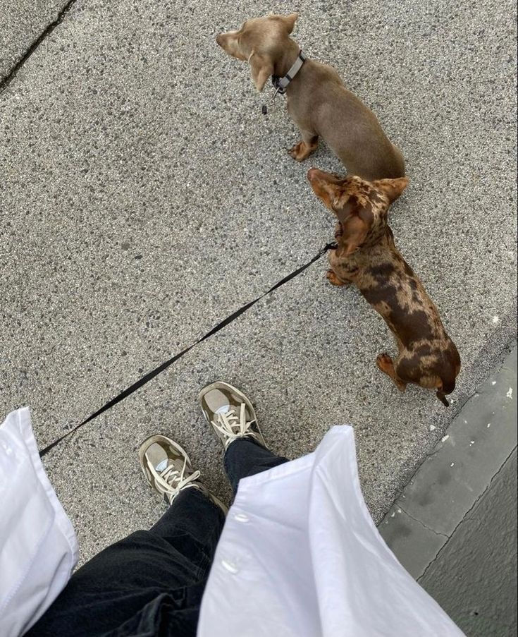 A top down view on a dog on the streets