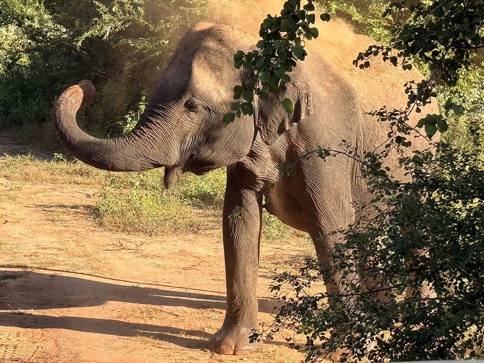 Elefantenkuh beim Sandbad im Undawalawe Nationalpark