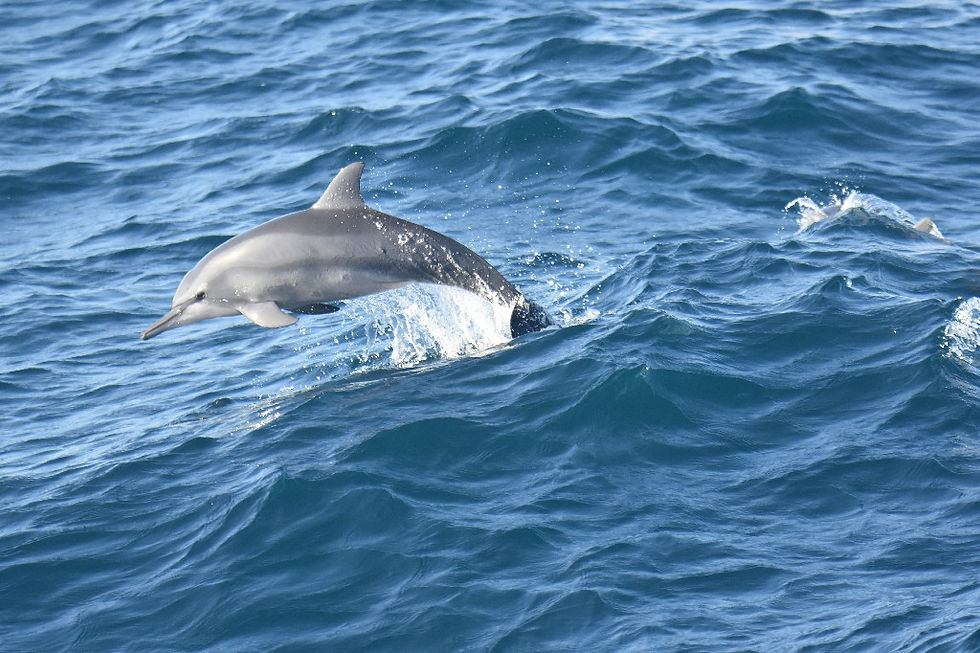 Spinnerdelfine im Indischen Ozeane vor der Südküste Sri Lankas
