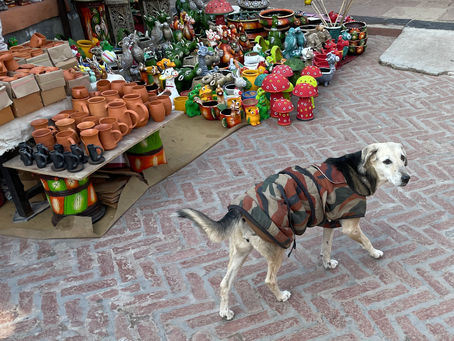 Straßenhunde - Achtung Hündin!