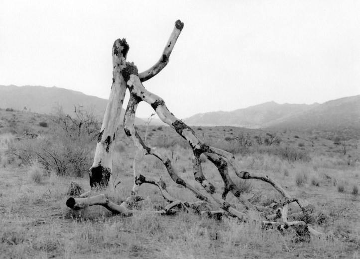 Covington Flats 2 (c. ?) by Sant Khalsa, The Forest for the Trees, at The Museum of Art & History in Lancaster, CA.
