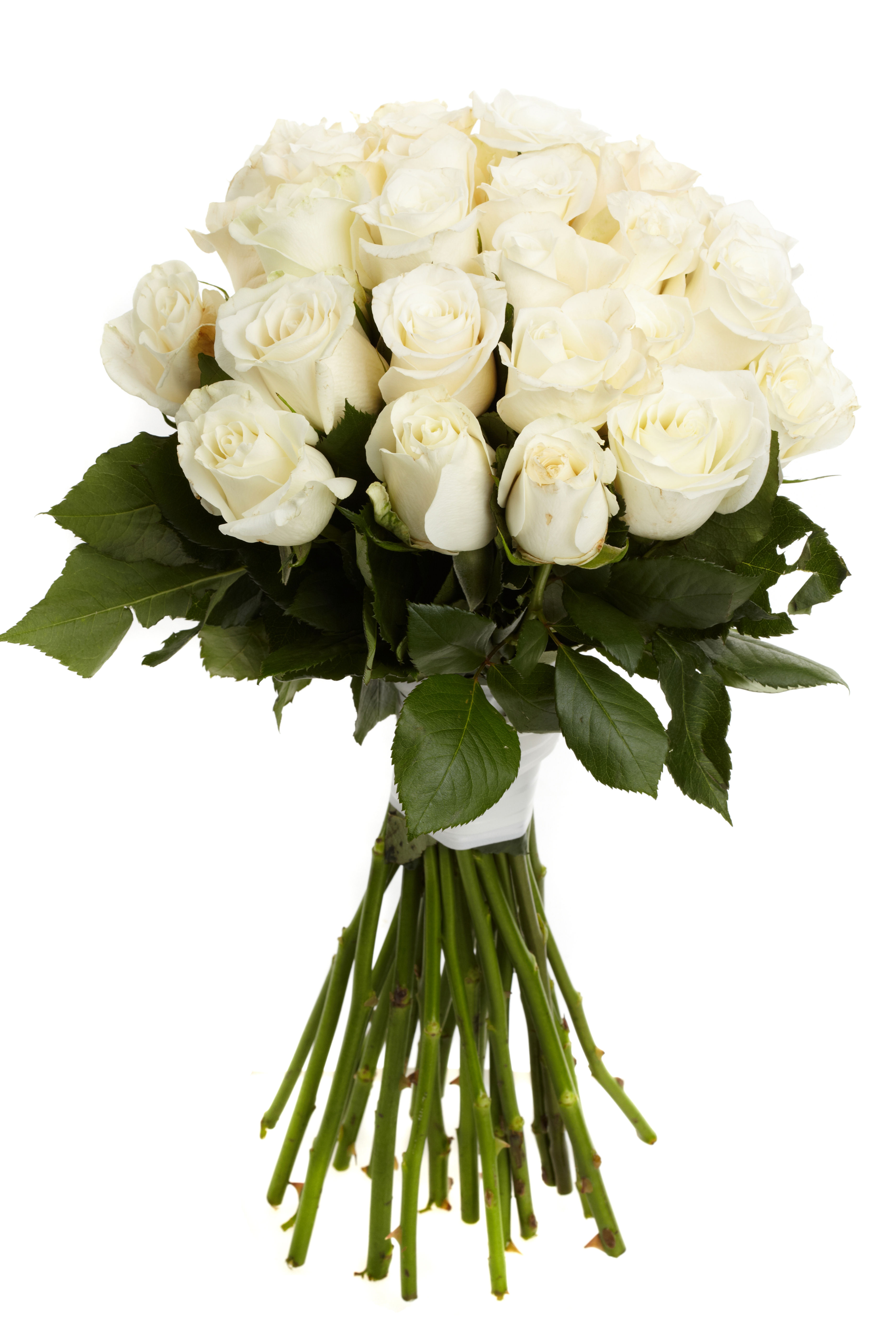 Weiße Rosen mit Masche | 12 Stück